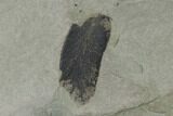 Fossil Flora (Macroneuropteris? & Annularia) Plate - Kentucky #138532-1